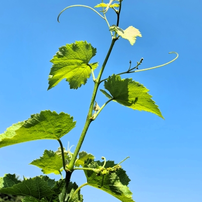 Villaris 20250812 112314